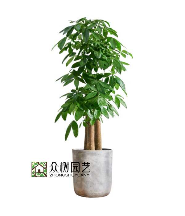 步步高發(fā)財(cái)樹